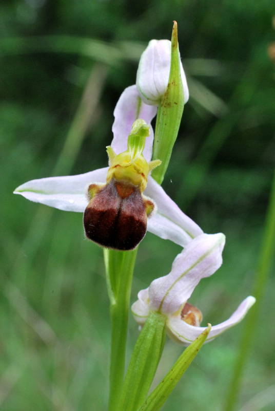 Ophrys apifera: alcune variet del Veneto